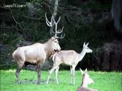 Hardcore zoo sex video featuring two deer fucking in the wild 